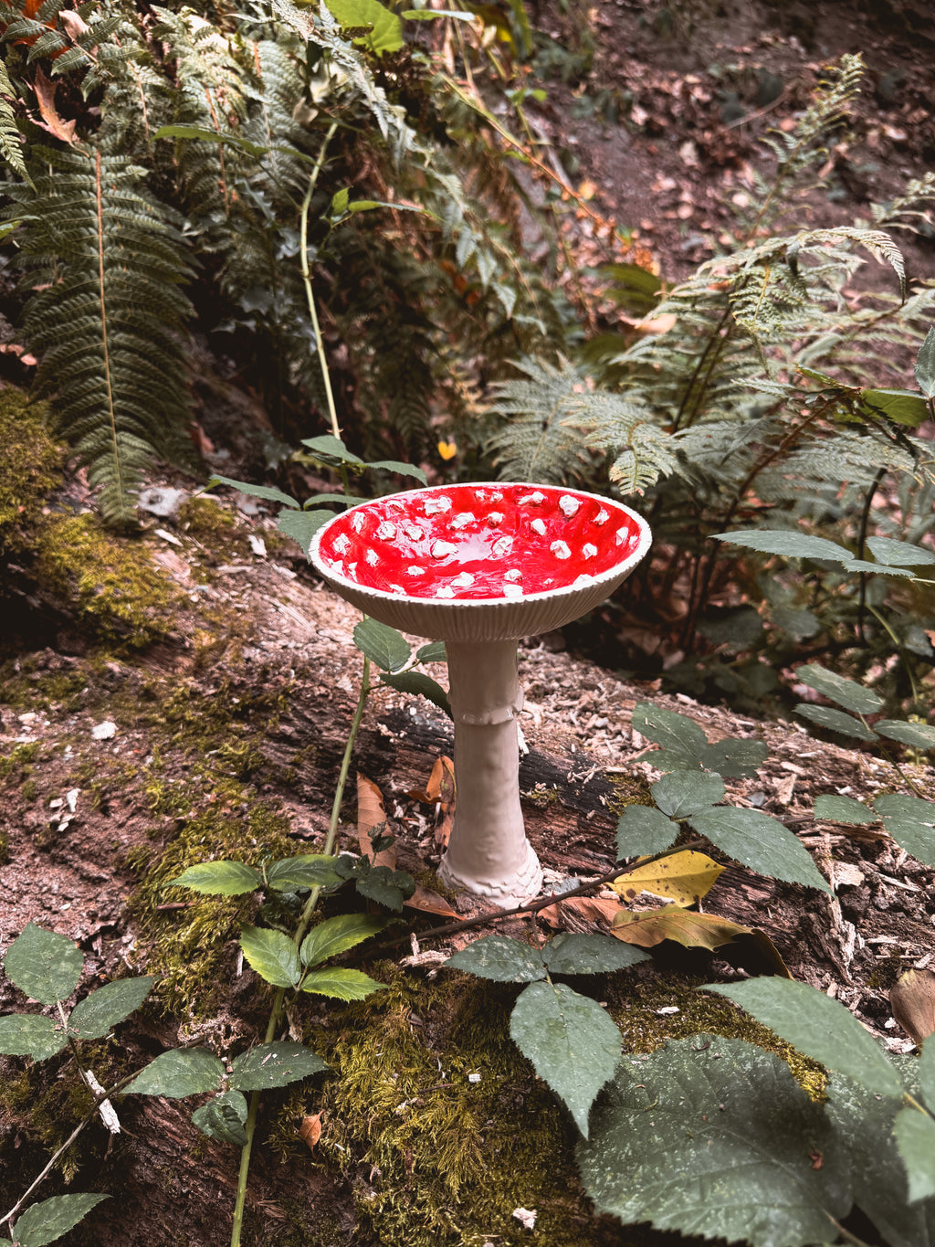 Sous-bois : Calice amanite tue-mouche