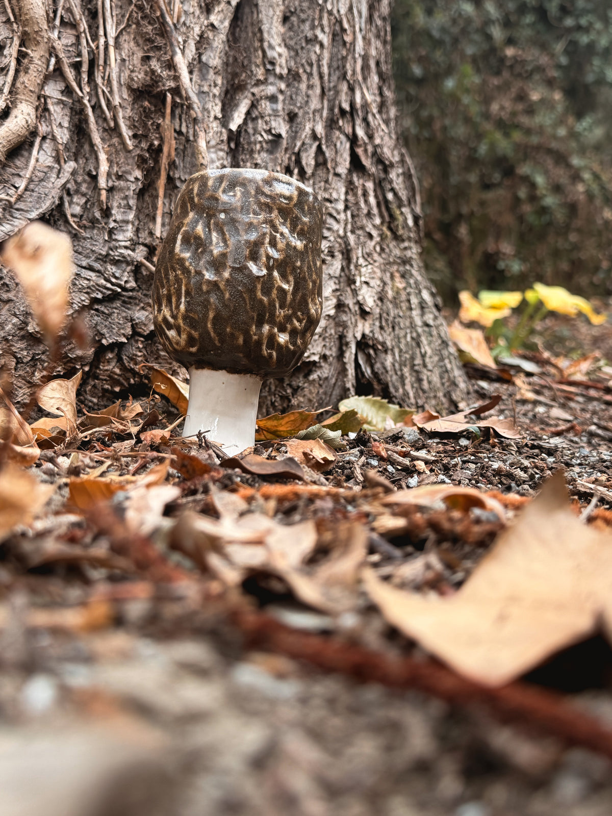 Sous-bois : Tasse morille