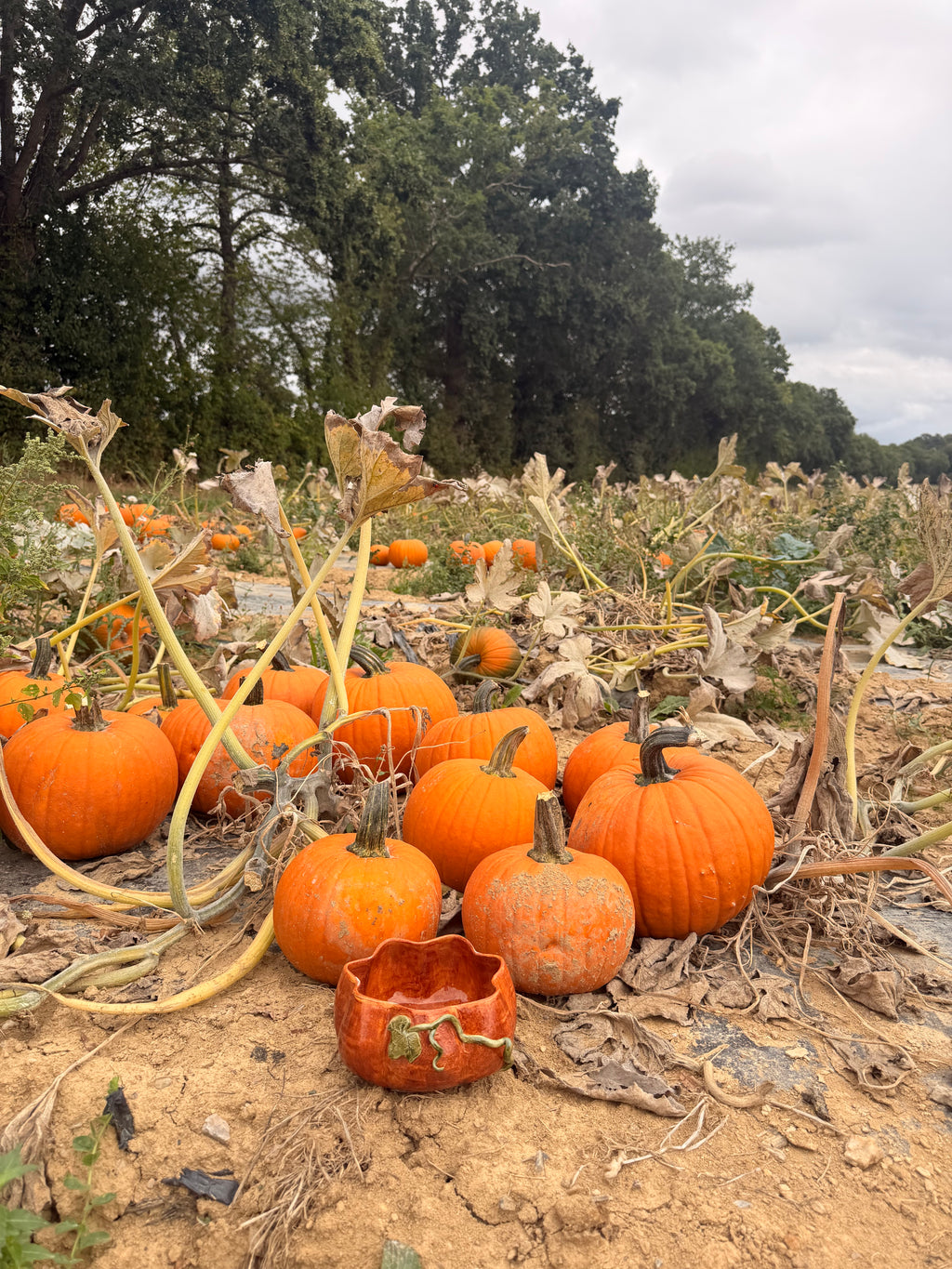 Récolte : Pumpkin Bowl