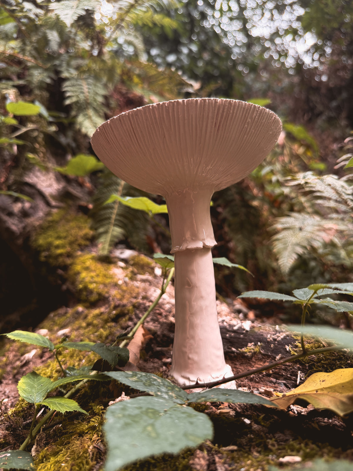 Sous-bois : Calice amanite tue-mouche