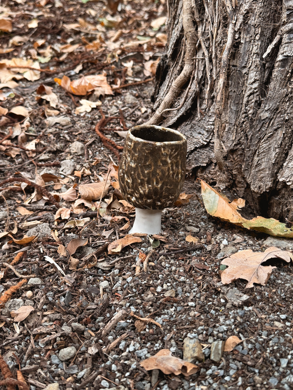 Sous-bois : Tasse morille