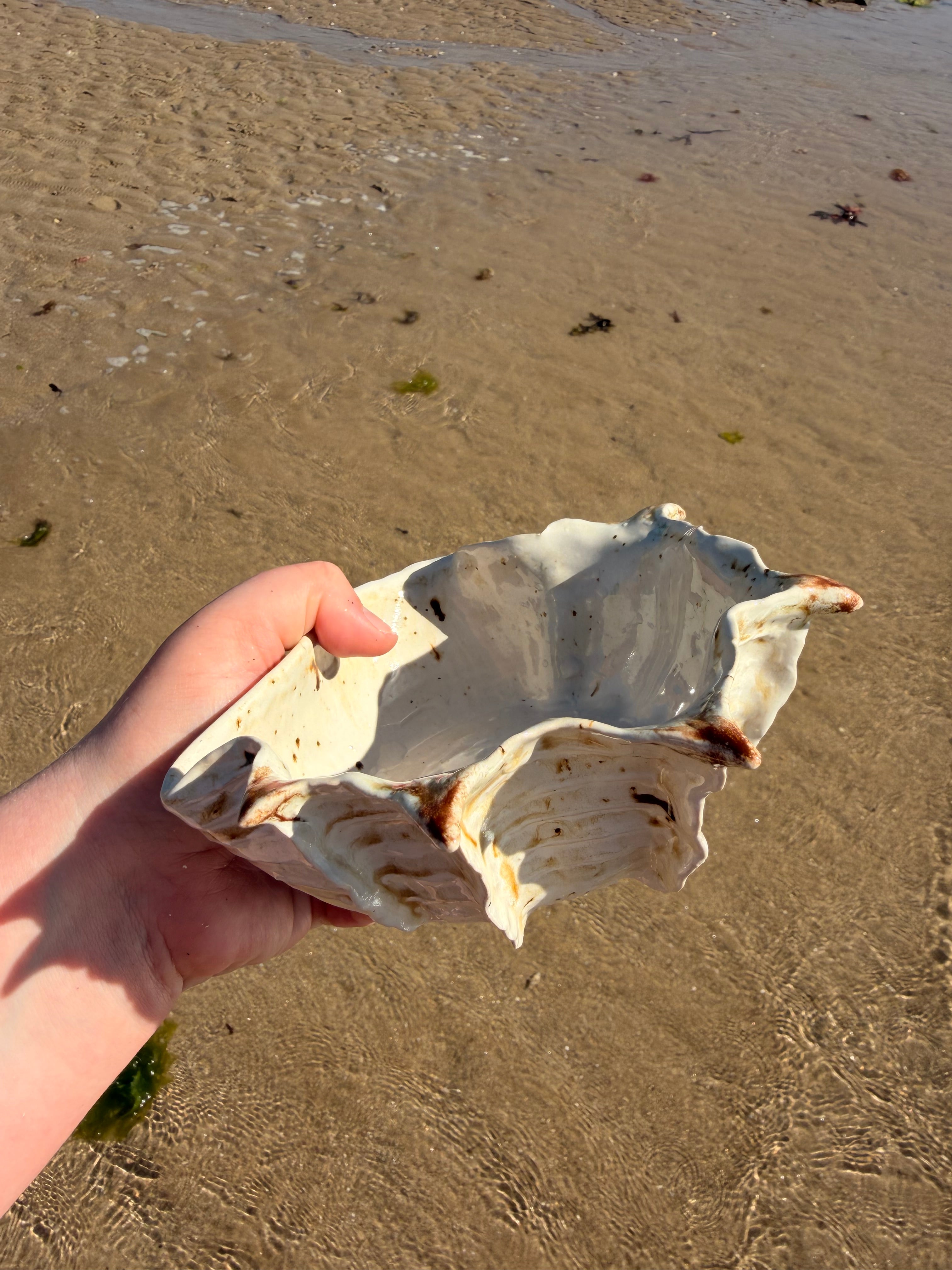 Bol Shelldorado