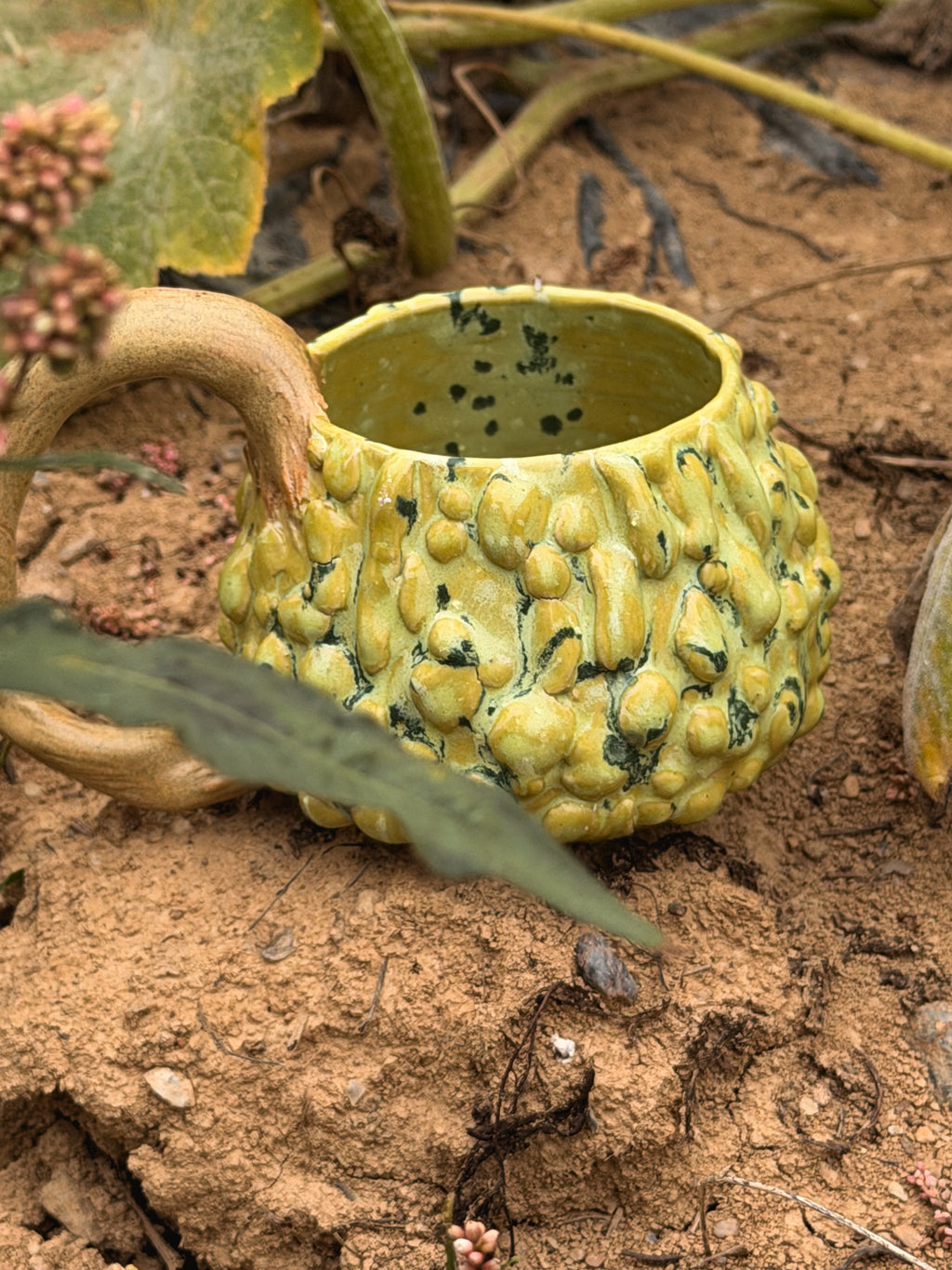 Récolte : Mug coloquinte verruqueuse clair