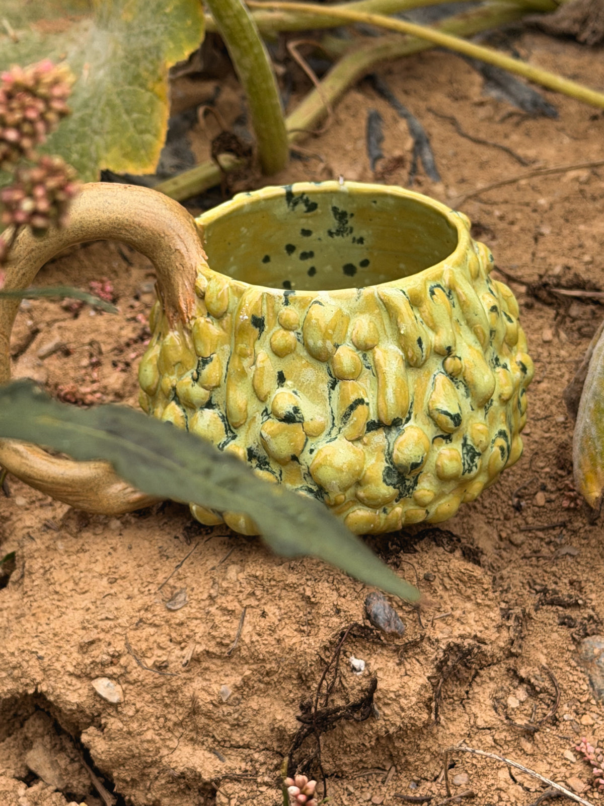 Récolte : Mug coloquinte verruqueuse clair