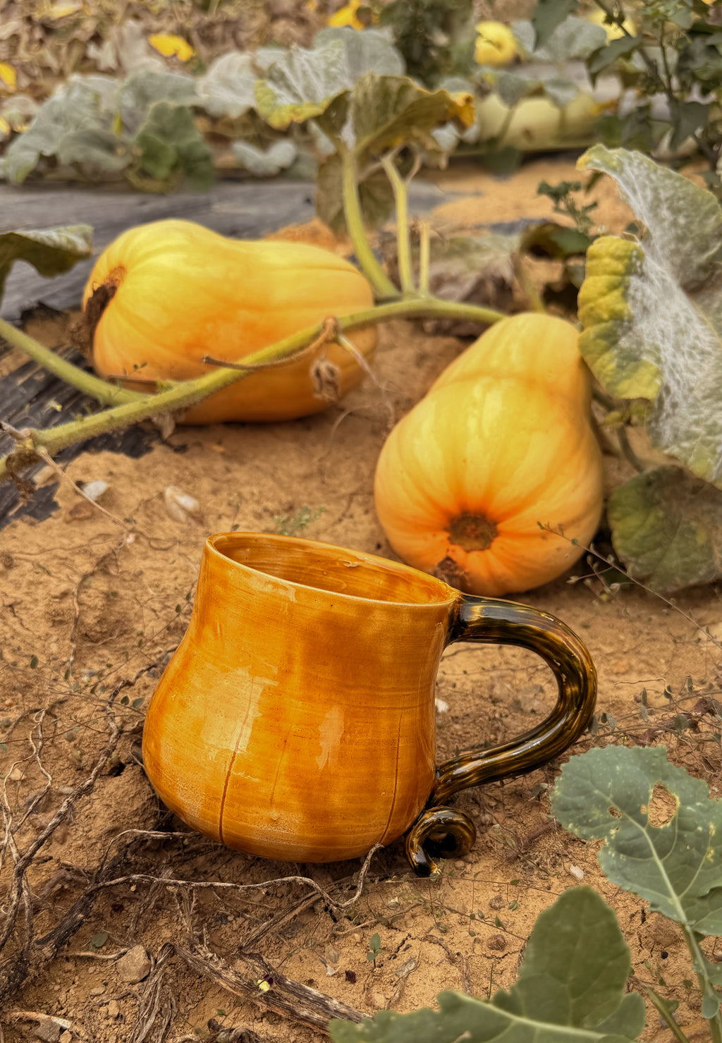 Récolte : Mug butternut