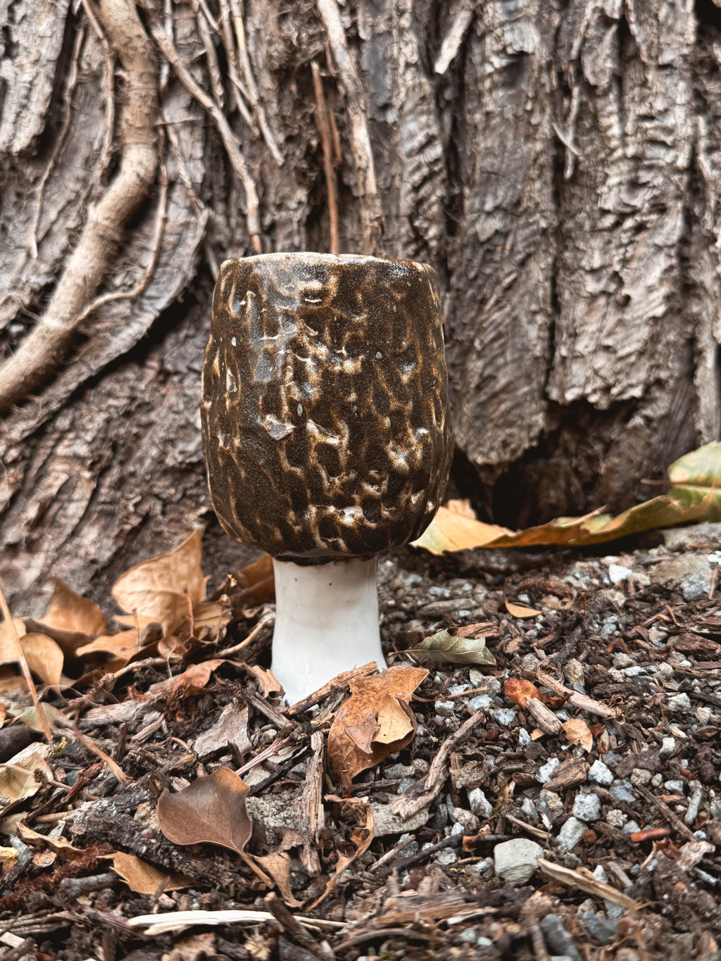 Sous-bois : Tasse morille