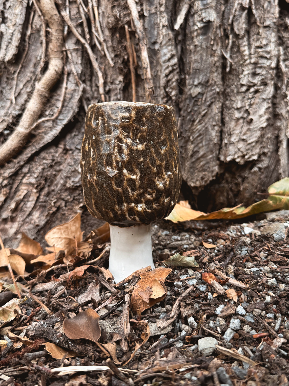Sous-bois : Tasse morille