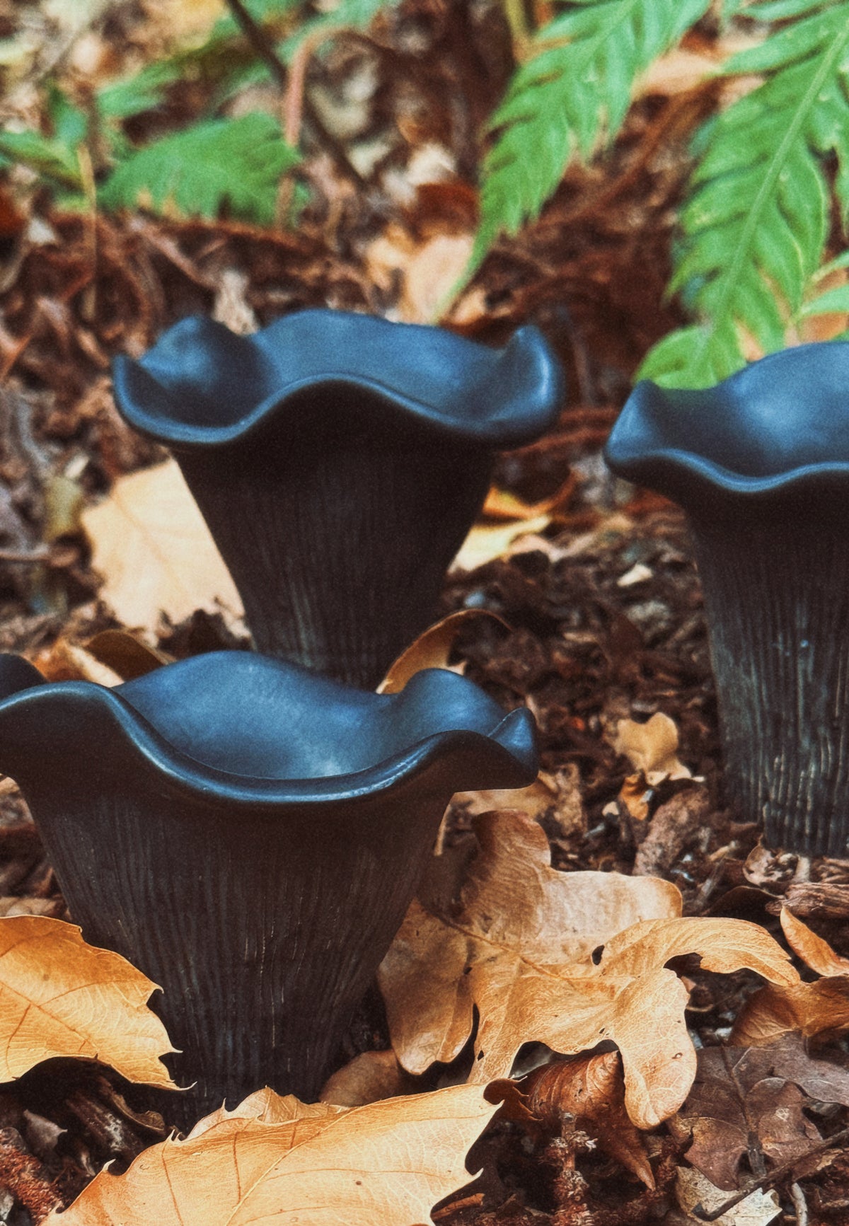 Sous-bois : Tasse expresso trompette de la mort