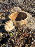 L'Ammonimug
