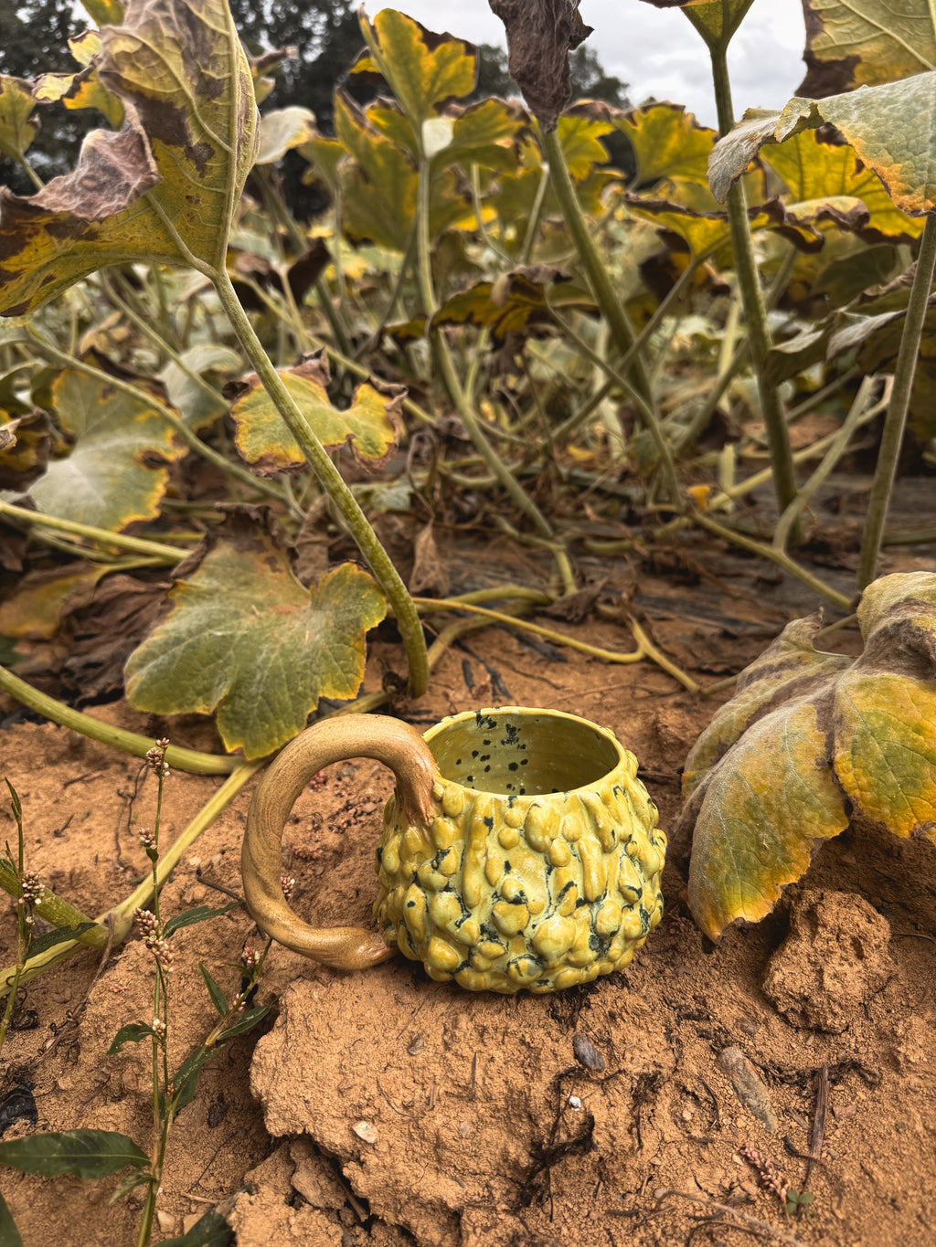 Récolte : Mug coloquinte verruqueuse clair