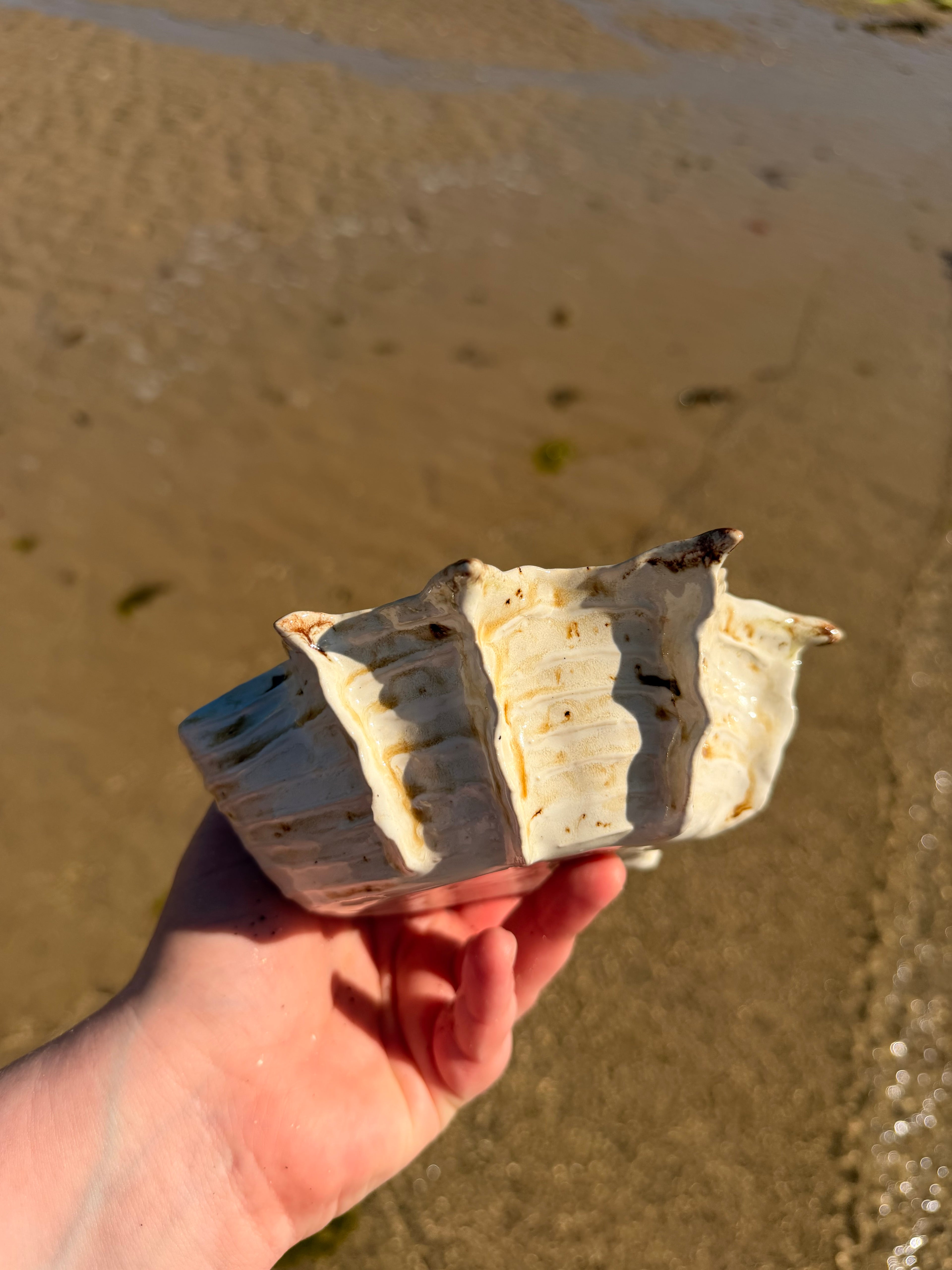 Bol Shelldorado