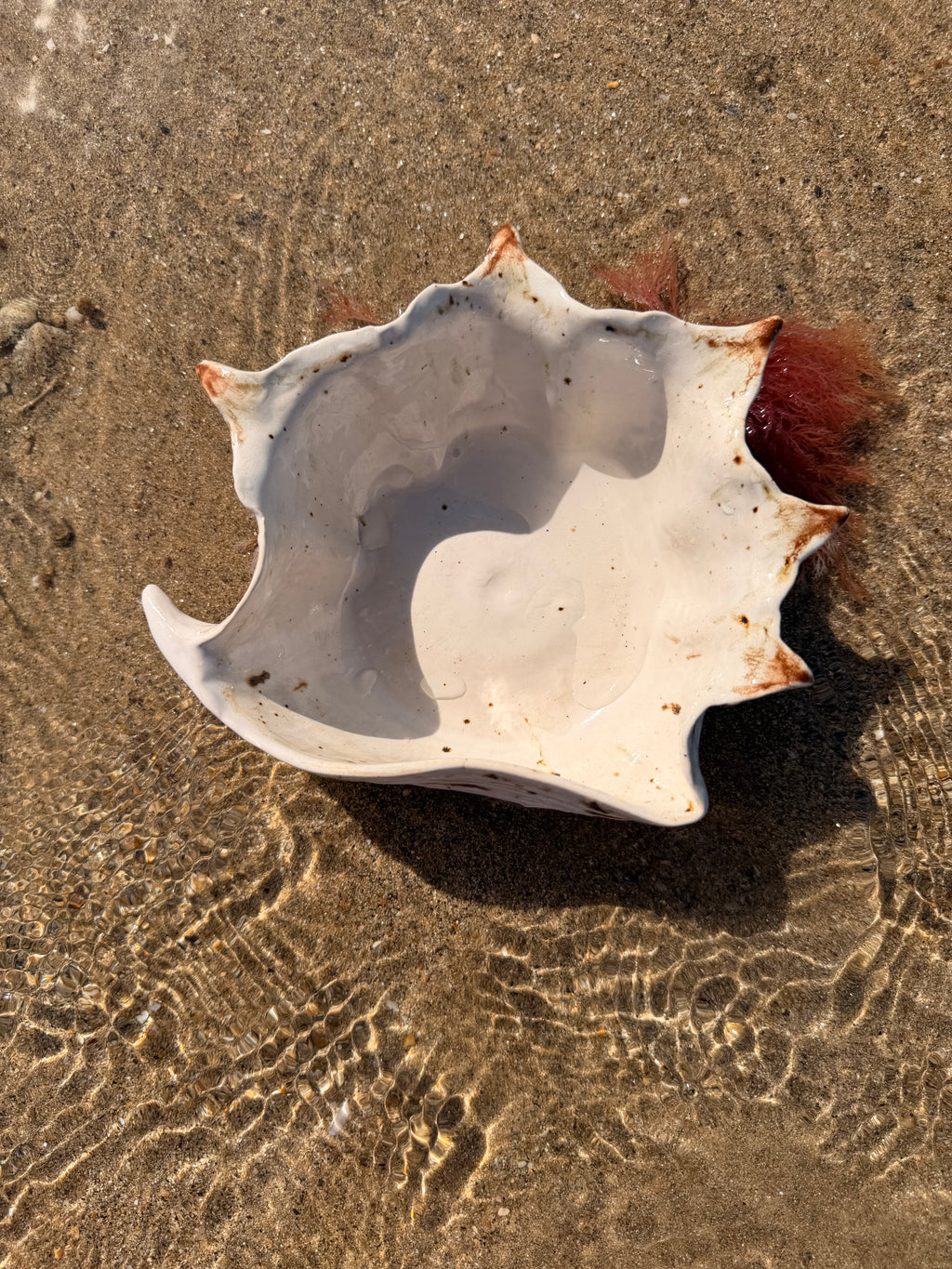 Bol Shelldorado