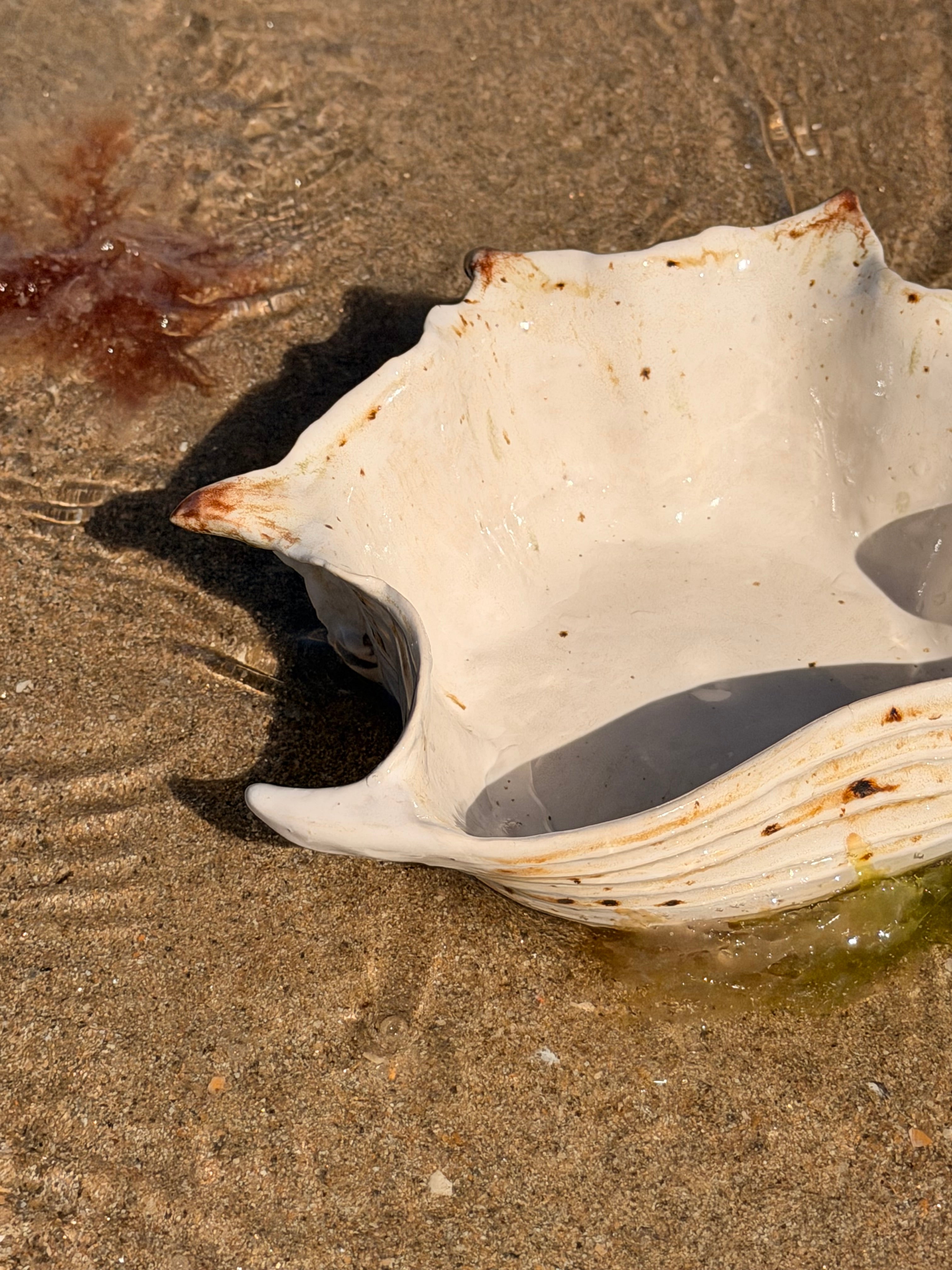 Bol Shelldorado