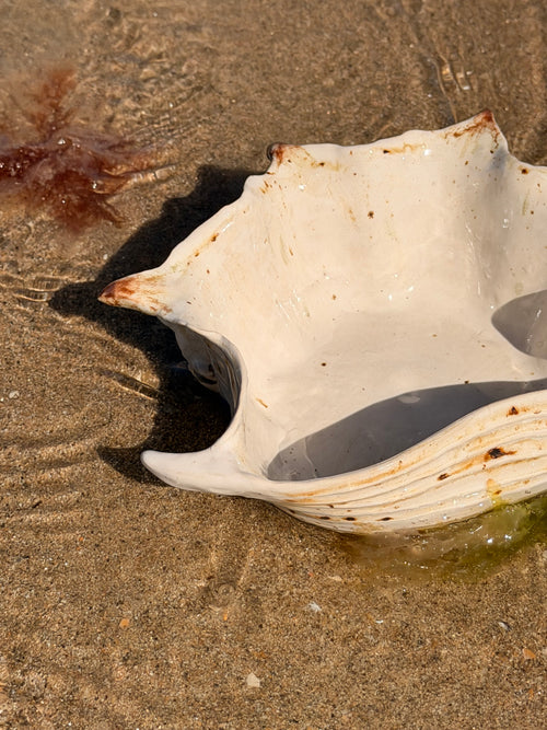 Bol Shelldorado